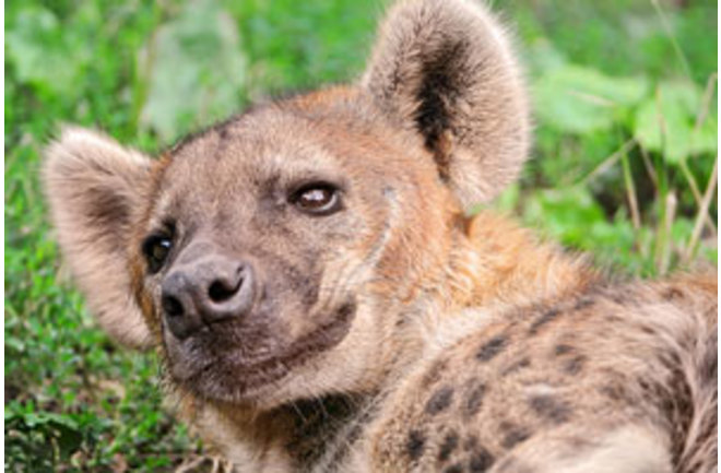 Demented hyena